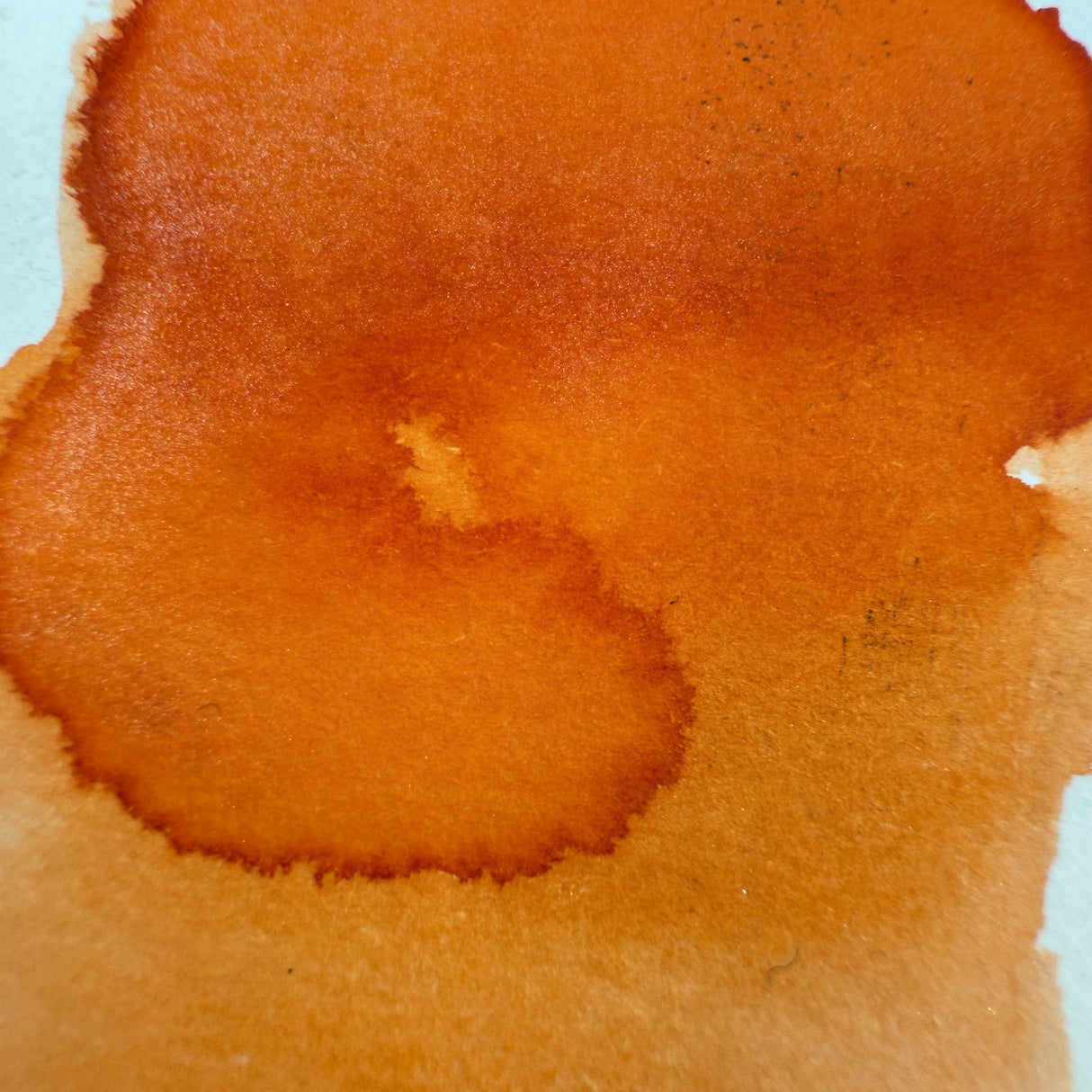 Van Dieman's Underwater - Sea Shell - Shimmer Ink