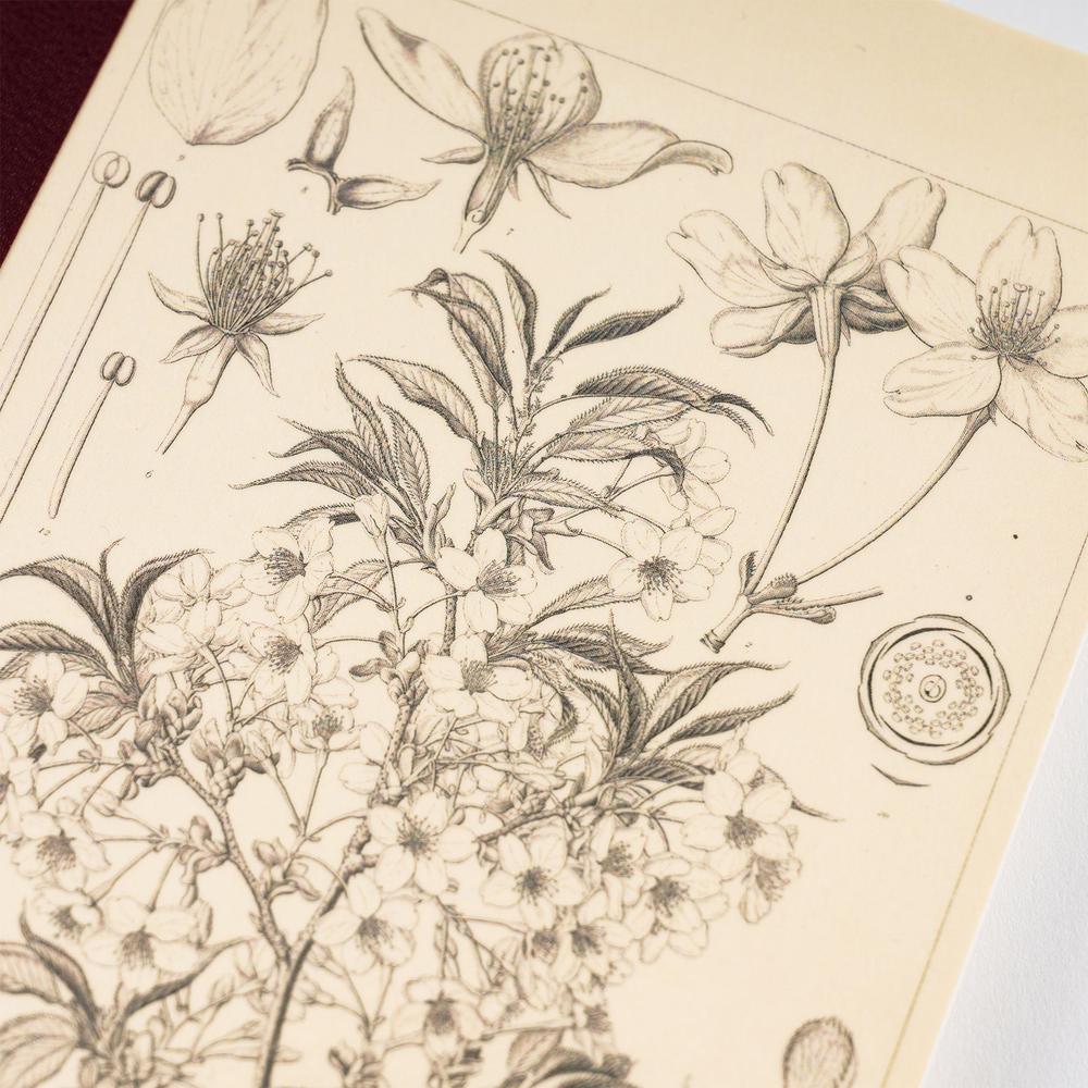 Hobonichi A5 Notebook - Graph - Tomitaro Makino: Yamazakura