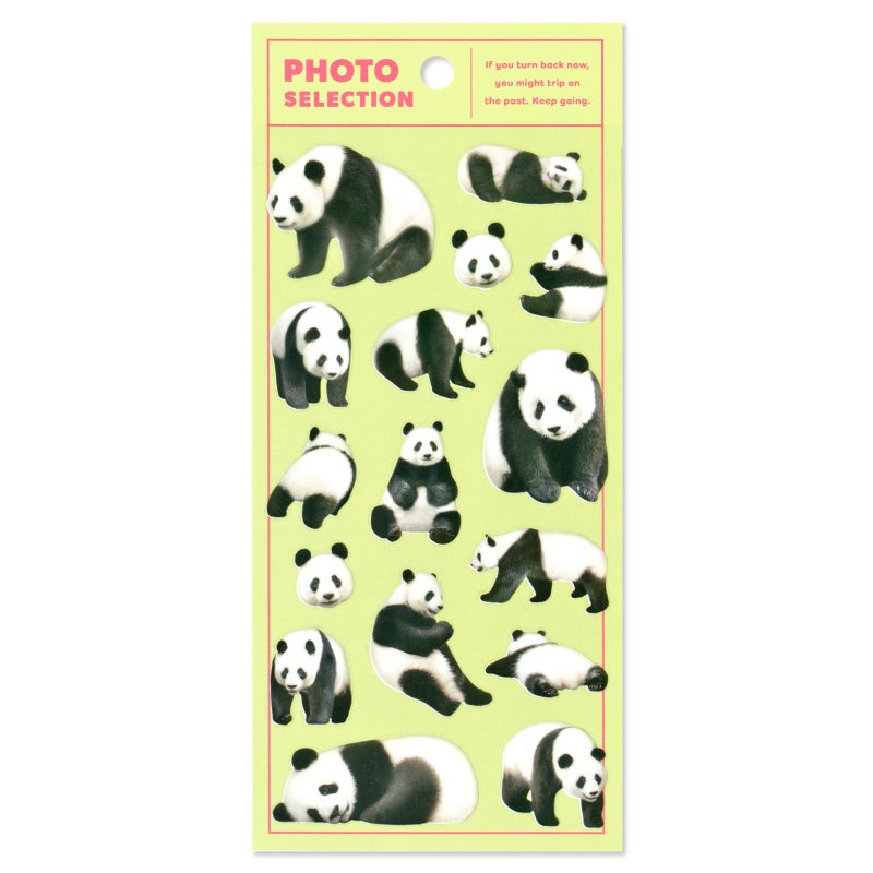 Mind Wave Photo Selection Stickers - Panda