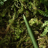 Botanica Wren - Special Edition