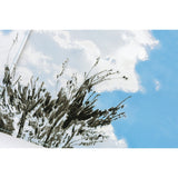 Hobonichi Techo A5 Cousin Planner Set - Kyohei Sakaguchi: Field Sky (April Start)