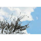 Hobonichi Techo A6 Original Planner Set - Kyohei Sakaguchi: Field Sky