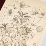 Hobonichi Tomitaro Makino: Hobonichi Graph Notebook (A5) - Yamazakura