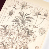 Hobonichi A6 Notebook - Graph - Tomitaro Makino: Yamazakura